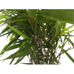 Μπαμπού "Phyllostachys" - Έτοιμο φυτό 25εκ.