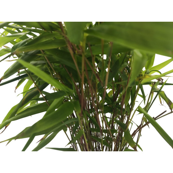 Μπαμπού "Phyllostachys" - Έτοιμο φυτό 25εκ. Μπαμπού "Phyllostachys" - Έτοιμο φυτό 25εκ.
