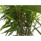 Μπαμπού "Phyllostachys" - Έτοιμο φυτό 25εκ. Μπαμπού "Phyllostachys" - Έτοιμο φυτό 25εκ.