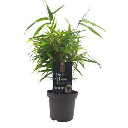 Μπαμπού "Phyllostachys" - Έτοιμο φυτό 25εκ.