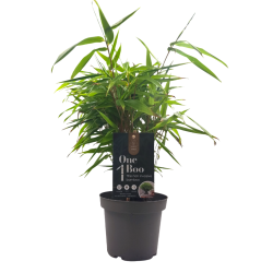 Μπαμπού "Phyllostachys" - Έτοιμο φυτό 25εκ.