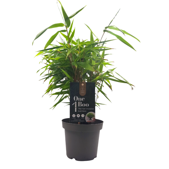 Μπαμπού "Phyllostachys" - Έτοιμο φυτό 25εκ. Μπαμπού "Phyllostachys" - Έτοιμο φυτό 25εκ.