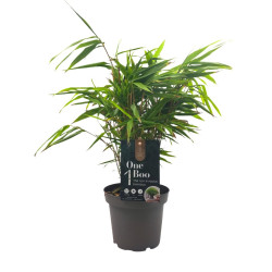 Μπαμπού "Phyllostachys" - Έτοιμο φυτό 25εκ.