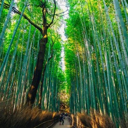 Μπαμπού  (Bamboo) Γίγας - 10 Σπόροι (Dendrocalamus giganteus)