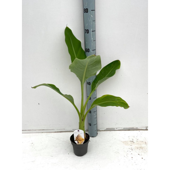 Μπανάνα "Musella lasiocarpa" φυτό - 30 εκ Μπανάνα "Musella lasiocarpa" φυτό - 30 εκ