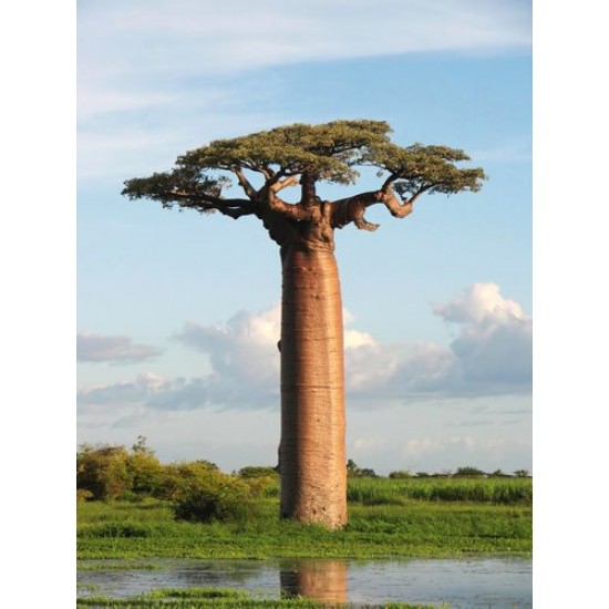 Μπαομπάμπ Δέντρο (Baobab/Adansonia Digitata) 7 Σπόροι
