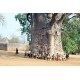 Μπαομπάμπ Δέντρο (Baobab/Adansonia Digitata) 7 Σπόροι