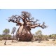 Μπαομπάμπ Δέντρο (Baobab/Adansonia Digitata) 7 Σπόροι Μπαομπάμπ Δέντρο (Baobab/Adansonia Digitata) 7 Σπόροι