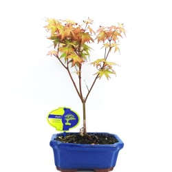 Ιαπωνικό Πλατάνι Acer Palmatum "Beni Maiko" σε πήλινη γλάστρα!
