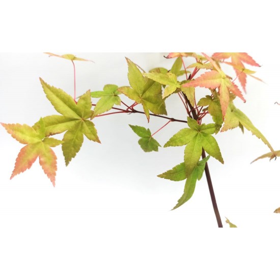 Ιαπωνικό Πλατάνι Acer Palmatum "Beni Maiko" 1 δεντράκι 35cm