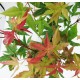 Ιαπωνικό Πλατάνι Acer Palmatum "Beni Maiko" 