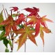 Ιαπωνικό Πλατάνι Acer Palmatum "Beni Maiko" 