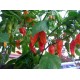 Τζολόκια/Bhut Jolokia  5 σπόροι. Η πιο διάσημη Καυτερη Πιπεριά