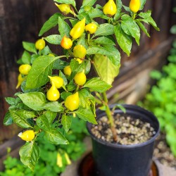 Κίτρινη Πιπεριά Biquinho -  10 Σπόροι