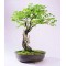 Μπονσαι Black Locust - Robinia Pseudoacacia 10 Σπόροι