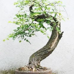 Μπονσαι Black Locust - Robinia Pseudoacacia 10 Σπόροι
