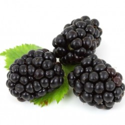 Blackberry | Μαύρο Μούρο / Σμέουρο -1 Φυτό (50εκ.)