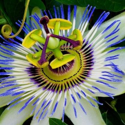 Ρολογιά/Ρολογάκι Πασίφλορα/Blue Passion (passiflora) 0,35γρ Σπόροι