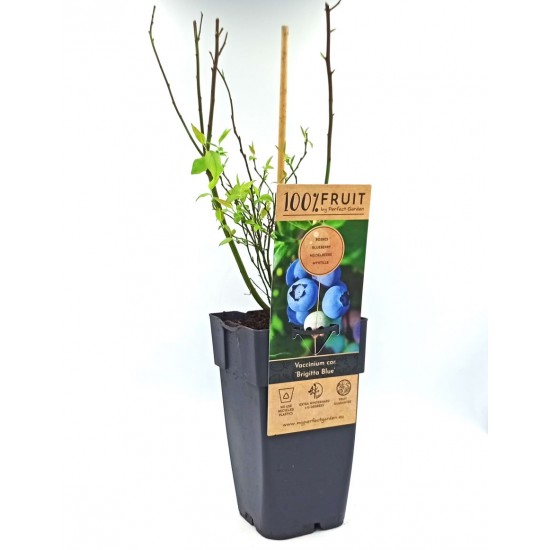 Μύρτιλο (blueberry) - φυτό 50 εκ. (Vaccinium Corymbosum 'Brigitta Blue') Μύρτιλο (blueberry) - φυτό 50 εκ. (Vaccinium Corymbosum 'Brigitta Blue')