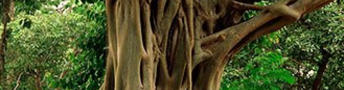 Bohdi Tree - Το Άγιο Δέντρο (FicusReligiosa) Οδηγίες Καλλιέργειας Σπόρων Bohdi Tree - Το Άγιο Δέντρο (FicusReligiosa) Οδηγίες Καλλιέργειας Σπόρων