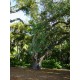 Bodhi Tree,Το άγιο δένδρο/Ficus religiosa 25 Σπόροι Bodhi Tree,Το άγιο δένδρο/Ficus religiosa 25 Σπόροι