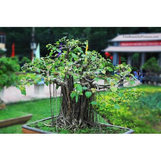 Bodhi Tree,Το άγιο δένδρο/Ficus religiosa 25 Σπόροι Bodhi Tree,Το άγιο δένδρο/Ficus religiosa 25 Σπόροι
