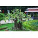 Bodhi Tree,Το άγιο δένδρο/Ficus religiosa 25 Σπόροι Bodhi Tree,Το άγιο δένδρο/Ficus religiosa 25 Σπόροι