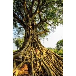 Bodhi Tree,Το άγιο δένδρο/Ficus religiosa 25 Σπόροι