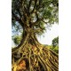 Το Ιερό δέντρο της Ινδίας (Ficus Religiosa) - 200+ σπόροι Το Ιερό δέντρο της Ινδίας (Ficus Religiosa) - 200+ σπόροι