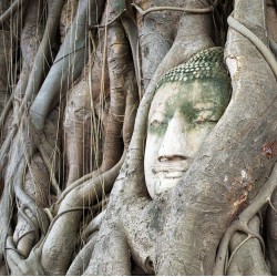 Bodhi Tree,Το άγιο δένδρο/Ficus religiosa 25 Σπόροι