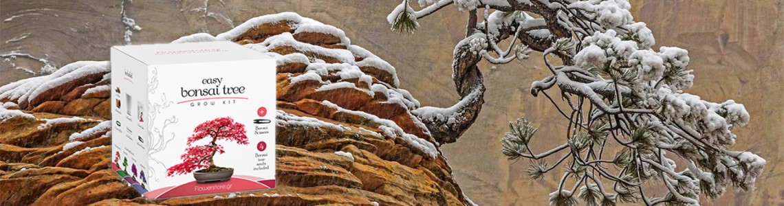 Οδηγίες Καλλιέργειας Bonsai Οδηγίες Καλλιέργειας Bonsai