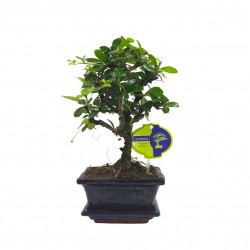 Αυθεντικό Bonsai Carmona Baby