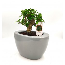 Σύνθεση bonsai Carmona με κασπώ γκρι Φ19x25 εκ. Ύψος! 