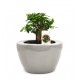 Σύνθεση bonsai Carmona με κασπώ γκρι Φ19x25 εκ. Ύψος! 