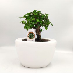 Σύνθεση bonsai Carmona με κασπώ λευκό Φ19x25 εκ Ύψος!