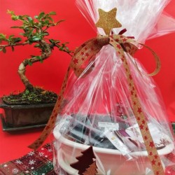 Bonsai Gift Set!