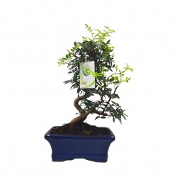 Μπονσάι κυδωνίαστρο Baby "Cotoneaster horizontalis"  20-25εκ.