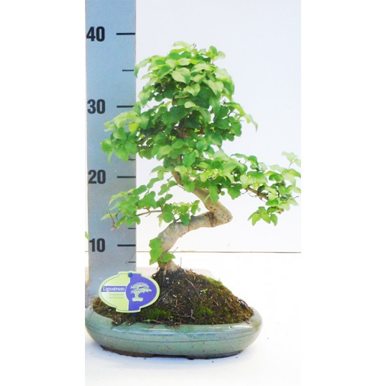 Αυθεντικό μπονσαι δενδράκι Ligustrum Sinense εσωτερικού χώρου 30εκ ύψος. Αυθεντικό μπονσαι δενδράκι Ligustrum Sinense εσωτερικού χώρου 30εκ ύψος.