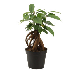 Φίκος Bonsai Μίνι "Ficus Ginseng" - 10 εκ