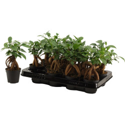 Φίκος Bonsai Μίνι "Ficus Ginseng" - 10 εκ