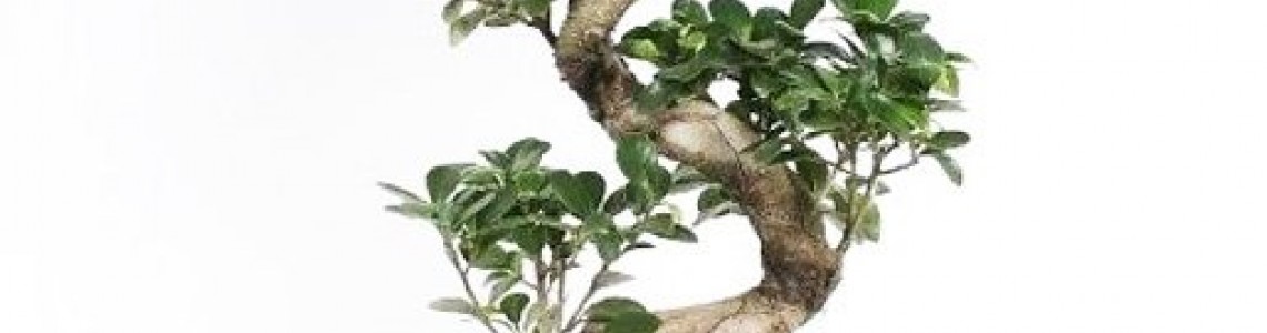 Οδηγίες Φύτευσης / Βλάστησης / Καλλιέργειας Μπονσάι Δέντρων