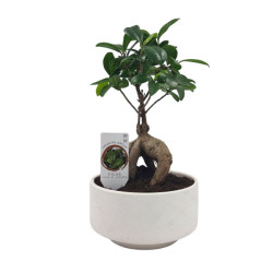 Σύνθεση Ficus Bonsai σε λευκό κεραμικό κασπώ