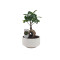 Σύνθεση Ficus Bonsai σε λευκό κεραμικό κασπώ
