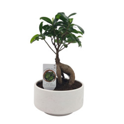 Σύνθεση Ficus Bonsai σε λευκό κεραμικό κασπώ