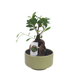 Σύνθεση Ficus Bonsai σε κεραμικό κασπώ μέντα