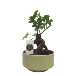 Σύνθεση Ficus Bonsai σε κεραμικό κασπώ μέντα
