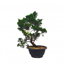 Αυθεντικό Μπονσάι Juniperus chinensis