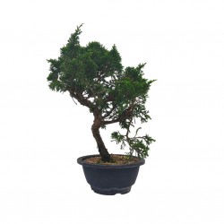 Αυθεντικό Μπονσάι Juniperus chinensis