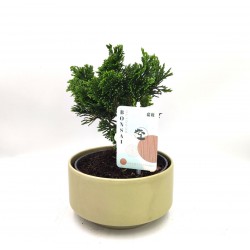 Σύνθεση bonsai Chamaecyparis με κασπώ μέντας Φ 15x24εκ. Ύψος