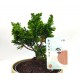 Σύνθεση bonsai Chamaecyparis με κασπώ μέντας Φ15x24εκ. Ύψος